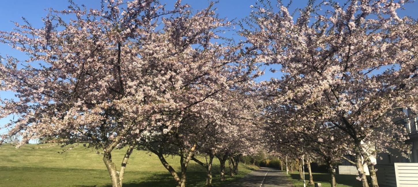 Forår i Fredericia