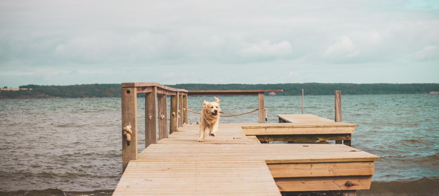 Hund på stranden