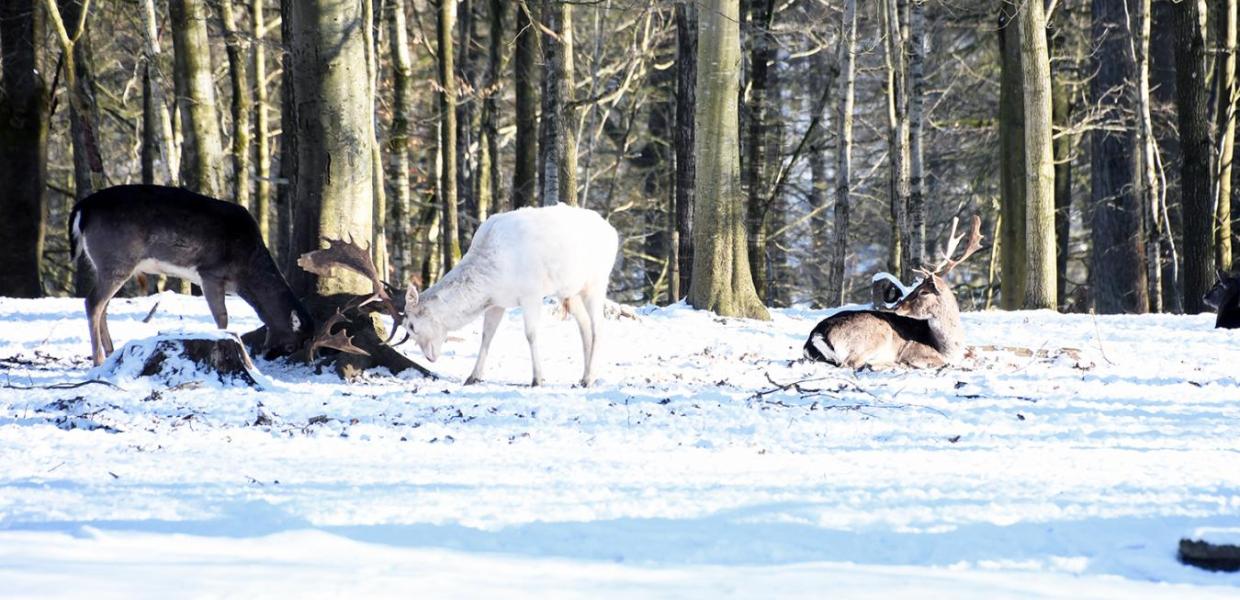 Dådyr i Fuglsang Dyrehave