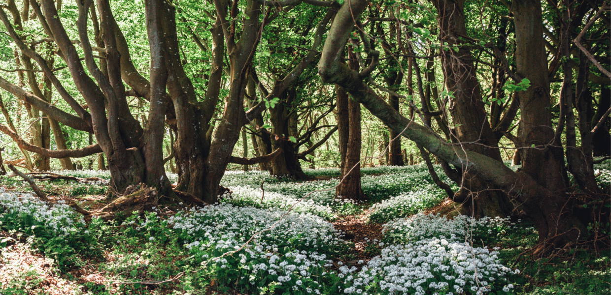 Naturen omkring Fredericia