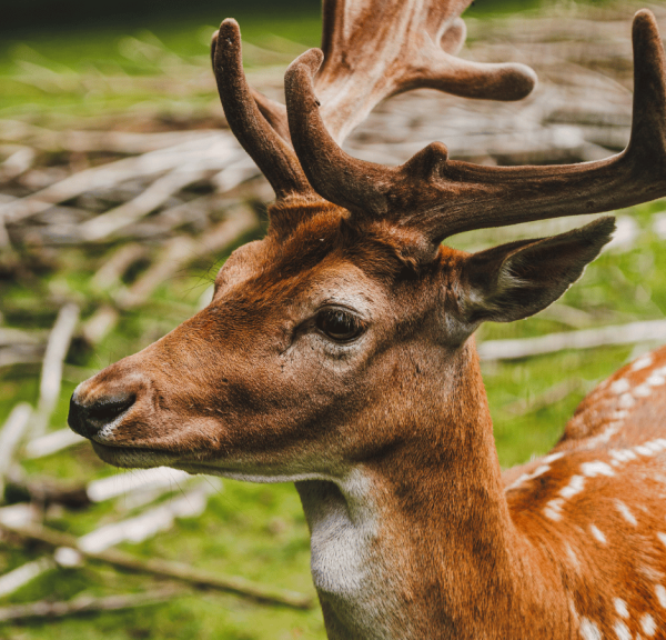 Oplev rådyr i Fredericia