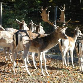 Dyrene i Fuglsang Dyrehave