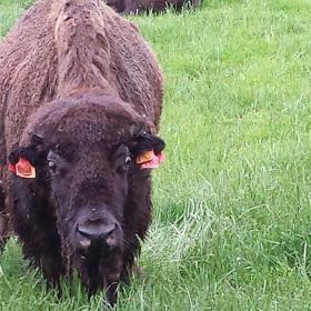 Ditlevsdal Bison Farm