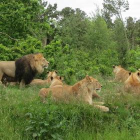 Løverne i Givskud Zoo