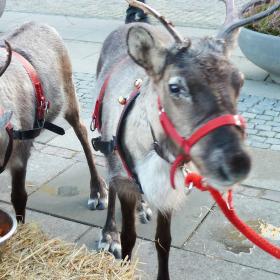 Mød Julemandens rensdyr i december