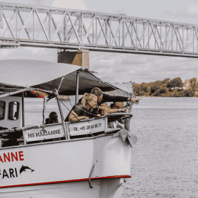 Hvalsafari på Lillebælt